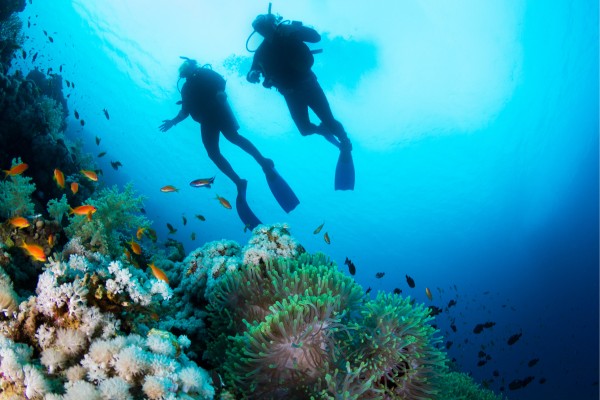 Taucher im Roten Meer